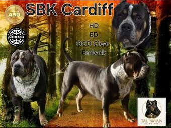 American bully xl