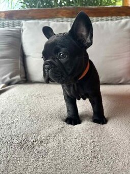 Buldog francuski
