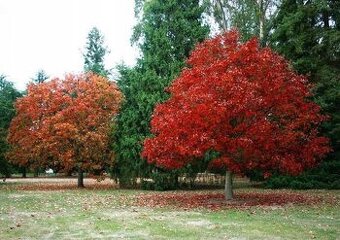 Sadzonki w doniczkach - dąb czerwony / Quercus rubra, hod. o