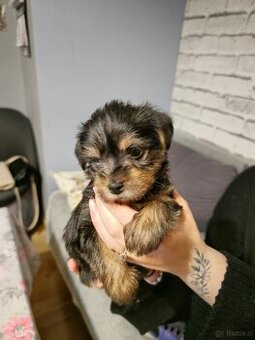 yorkshire terrier