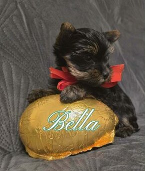 YorkShire Terier-szczenięta