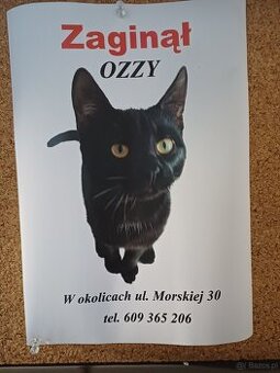 Zaginął kot