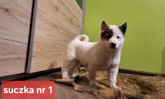 Szczeniaki Łajka zachodnio-syberyjska ZKwP FCI