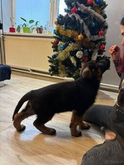 12 tygodniowe szczenięta gotowe na zmianę domu