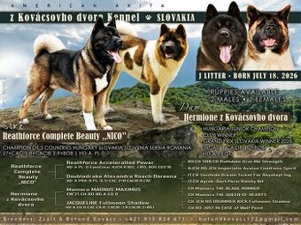Amerikan Akita - excellent puppies