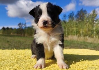 Piękna suczka HELGA - BORDER COLLIE z pełną dok. super rodzi