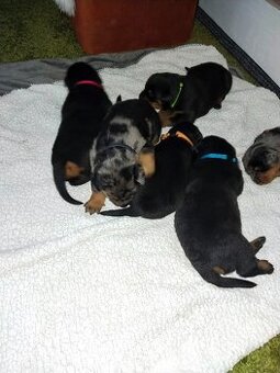 Beauceron štěňátka s PP
