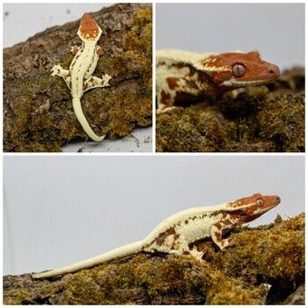 Gekony orzęsione (ciliatus) + akcesoria GeckoSVK