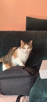 Czy ktoś przygarnie dwie kotki