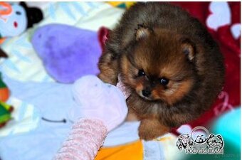 Cudowna  suczka  ZkwP/FCI – Szpic Miniaturowy Pomeranian