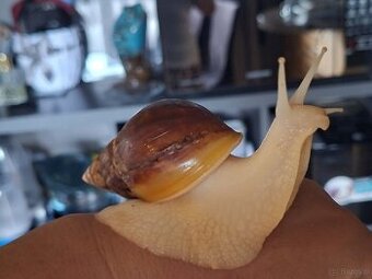 Sprzedam Ślimaki afrykańskie Lissachatina (Achatina)fulicia