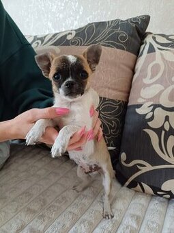 Szczeniak chihuahua