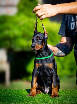 KUPIOWANE SZCZENIĘTA DOBERMANA Z RODOWODEM FCI