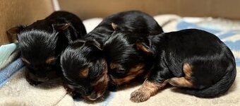 Yorkshire terrier