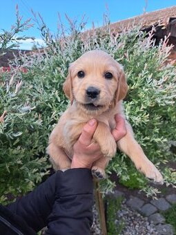 Szczenie golden retriever