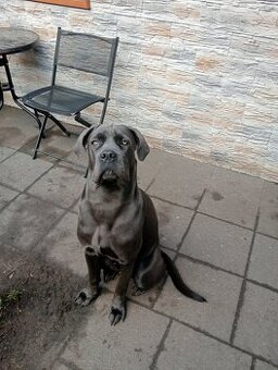Sprzedam cane corso