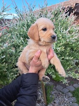 Szczenie golden retriever