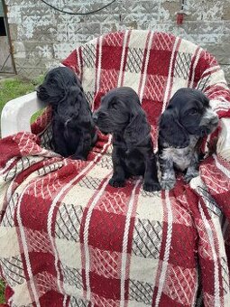 Cocer spaniel