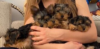 Yorkshire Terrier