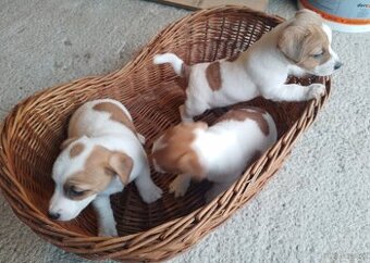 Sprzedam Jack russell terrier