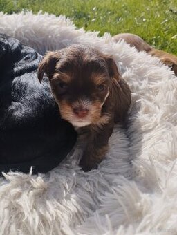 Predám Yorkshire teriér zlatý (gold)