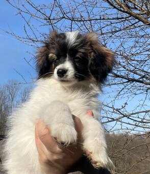 spaniel kontynentalny miniaturowy phalene (nie papillon)