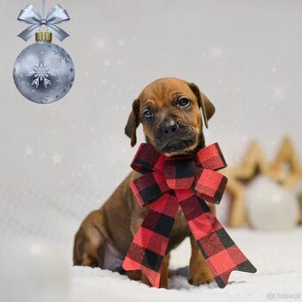 Rhodesian Ridgeback z rodowodem