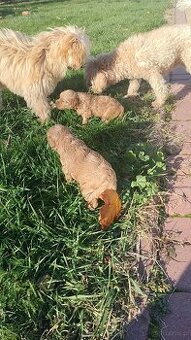 Sprzedam pieski rasy Maltipoo