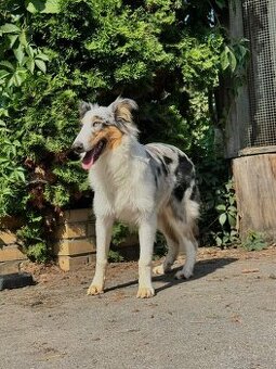 Owczarek szkocki collie dwa niebieskie oczka