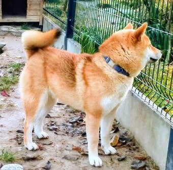 Shiba Inu czerwona, mała suczka o wielkim serduszku