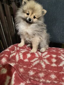 Szpic Miniaturowy pomeranian malutki piesek