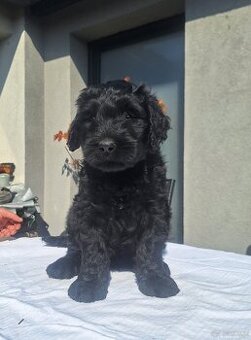 BRIARD