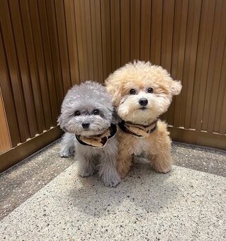 Dostępne są dwa zdrowe szczenięta pudla.