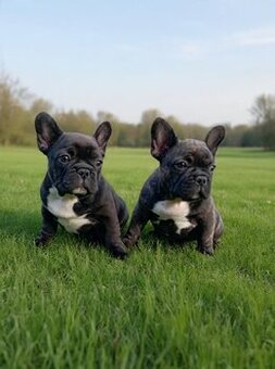 buldog francuski