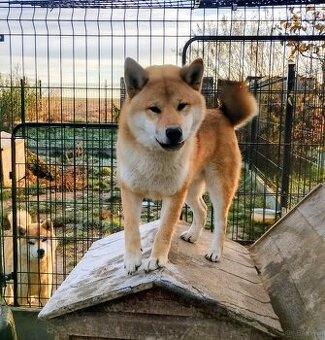 Shiba Inu, czerwony piesek mocno czernią przyprószony