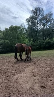 Sprzedam klacz zimnokwista zrebna że zrubko