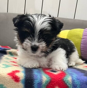 Biewer Yorkshire Terrier