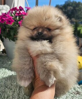 Szpic Miniaturowy Pomeranian