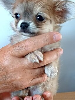 Chihuahua Długowłosa Maleńka Dziewczynka