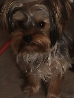 Reproduktor York miniaturka z rodowodem