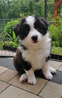 Border Collie FCI /ZKwP