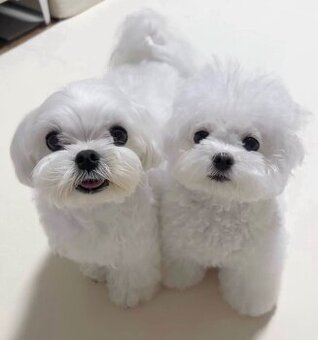 Dostępne są dwa szczenięta maltańskie.