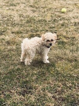 Suczka maltipoo
