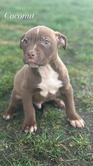 Szczenię Pitbull Terrier
