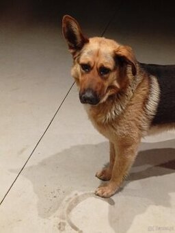 Do zaadoptowania