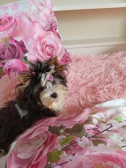 Samczyk z metryką ZKwP/FCI Biewer Yorkshire terrier