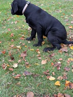 Cane corso