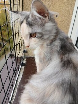 Maine coon