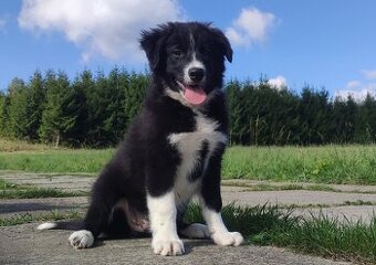BORDER COLLIE czystej krwi z Hodowli - Rasowy z pełną dokume