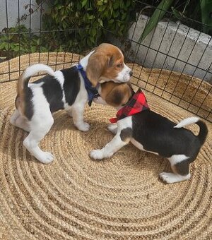 Słodkie szczenięta Beagle dostępne.